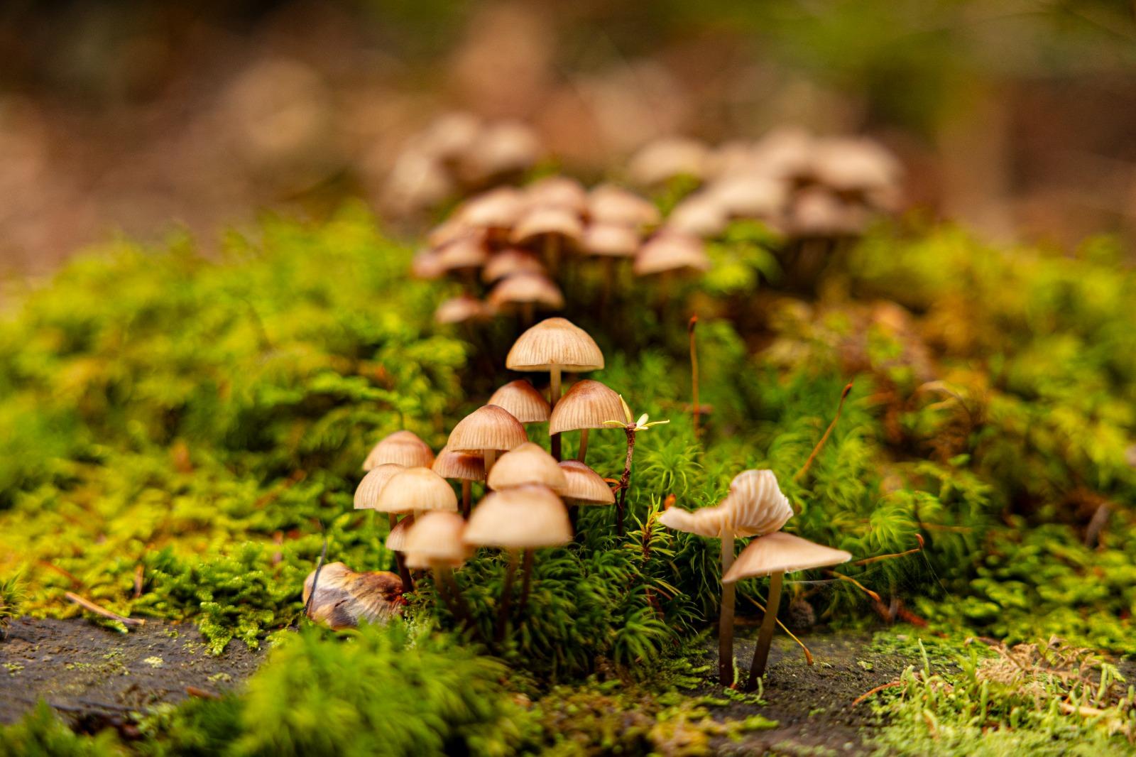 Montclar champignon